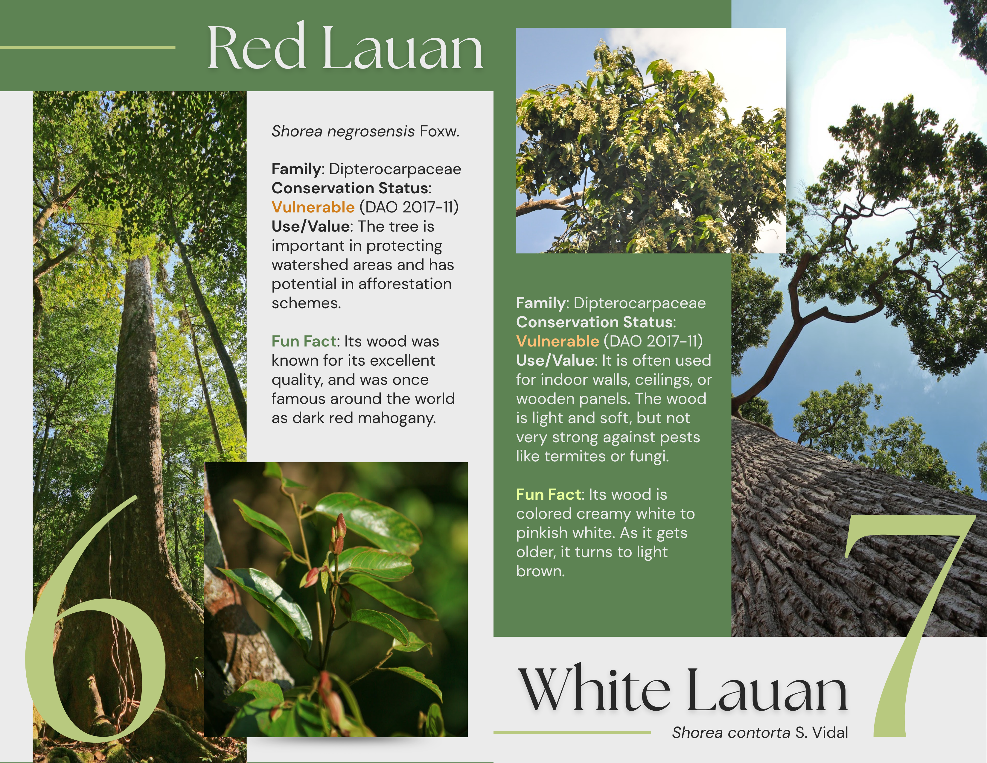 Sixth set of pages of the brochure